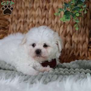 Tiger, Teddy Bear Puppy